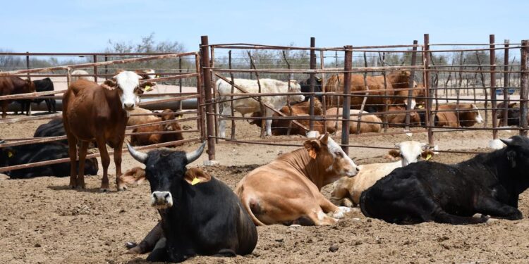 RESPALDA GOBIERNO A GANADEROS DE BCS EN PERIODO DE SEQUÍA