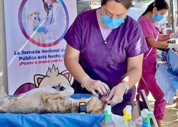 ACERCAN ESTERILIZACIONES CANINAS Y FELINAS A COLONIAS POPULARES MEDIANTE LA ESTRATEGIA “ÉCHALE MONTÓN”