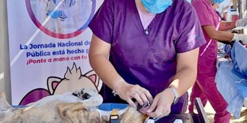 ACERCAN ESTERILIZACIONES CANINAS Y FELINAS A COLONIAS POPULARES MEDIANTE LA ESTRATEGIA “ÉCHALE MONTÓN”