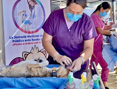 ACERCAN ESTERILIZACIONES CANINAS Y FELINAS A COLONIAS POPULARES MEDIANTE LA ESTRATEGIA “ÉCHALE MONTÓN”
