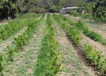 EMITE SEPADA RECOMENDACIONES AL SECTOR AGROPECUARIO EN TEMPORADA DE LLUVIAS