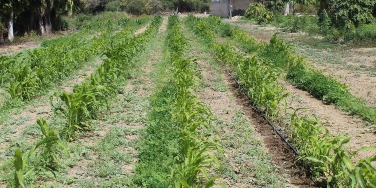 EMITE SEPADA RECOMENDACIONES AL SECTOR AGROPECUARIO EN TEMPORADA DE LLUVIAS