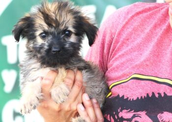 CEMAC promoverá adopción de mascotas en la explanada del Ayuntamiento de La Paz