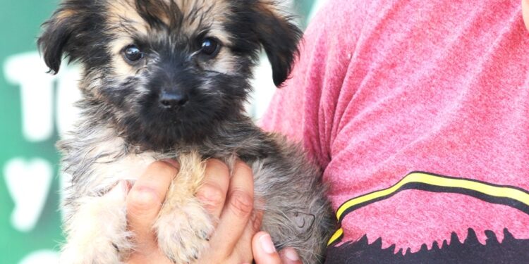 CEMAC promoverá adopción de mascotas en la explanada del Ayuntamiento de La Paz