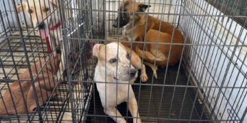 CEMAC rescata a 16 perros en situación de abandono