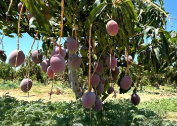 EN 3 AÑOS DE GOBIERNO, BCS AVANZA EN CAMPAÑA CONTRA LA MOSCA DE LA FRUTA