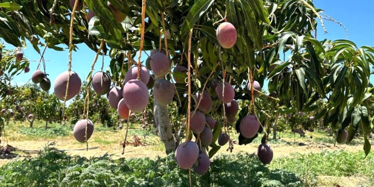 EN 3 AÑOS DE GOBIERNO, BCS AVANZA EN CAMPAÑA CONTRA LA MOSCA DE LA FRUTA