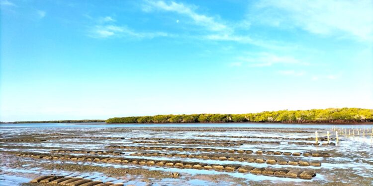 DESTINA EL GOBIERNO DE BCS 28 MDP PARA EL SECTOR ACUÍCOLA EN 2024