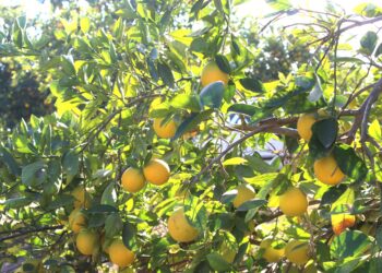 TRABAJA SEPADA EN PLANEACIÓN DE CAMPAÑA PARA PROTEGER CÍTRICOS DE BCS