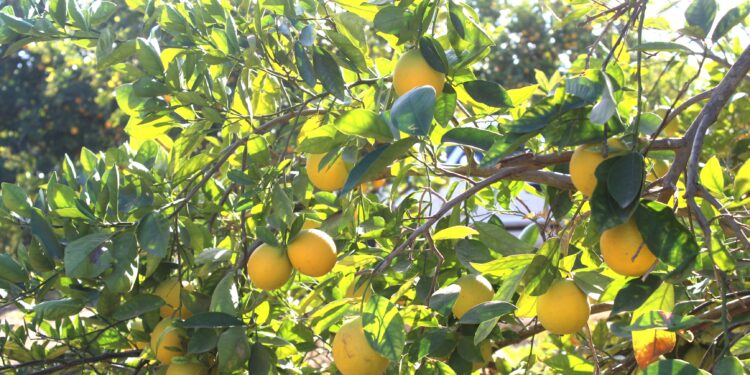 TRABAJA SEPADA EN PLANEACIÓN DE CAMPAÑA PARA PROTEGER CÍTRICOS DE BCS