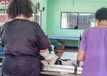 Realiza CEMAC 31 esterilizaciones en jornada en comunidad de Los Planes
