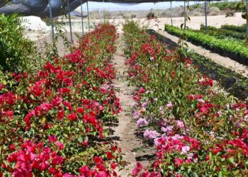 DONA SEPADA MÁS DE 8 MIL PLANTAS A INSTITUCIONES PÚBLICAS DE BCS