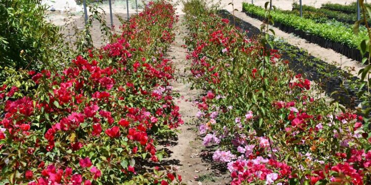 DONA SEPADA MÁS DE 8 MIL PLANTAS A INSTITUCIONES PÚBLICAS DE BCS