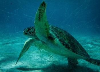 Estados Unidos sanciona a México por pesca ilegal 