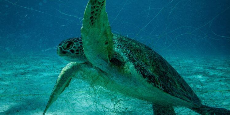 Estados Unidos sanciona a México por pesca ilegal 