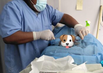 95 mascotas fueron esterilizadas en campaña para reducir sobrepoblación callejera en Los Cabos