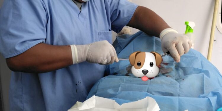 95 mascotas fueron esterilizadas en campaña para reducir sobrepoblación callejera en Los Cabos