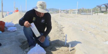 Más de 500 nidos y 30 mil huevos de tortuga golfina son resguardados por la Dirección General de Ecología y Medio Ambiente