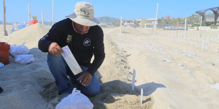 Más de 500 nidos y 30 mil huevos de tortuga golfina son resguardados por la Dirección General de Ecología y Medio Ambiente