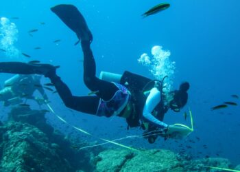 UABCS abre proceso de admisión para su Licenciatura en Biología Marina