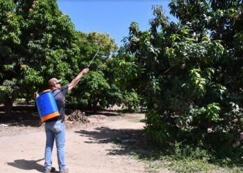PLANEA SEPADA LLEVAR A CABO EXPOSICIÓN DE CAMPAÑA CONTRA MOSCA DE LA FRUTA