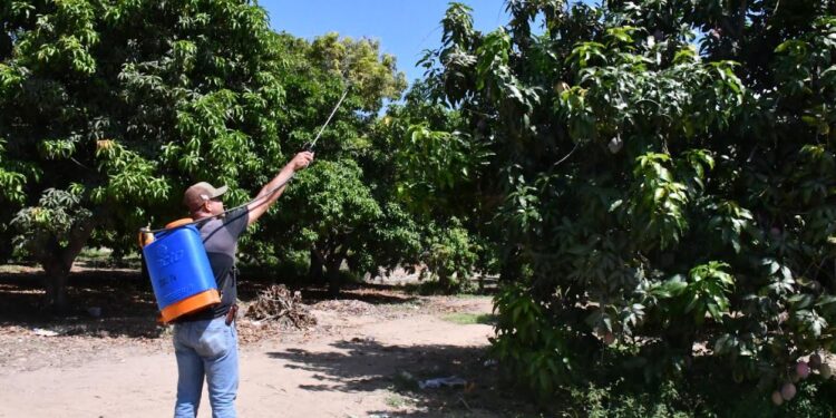 PLANEA SEPADA LLEVAR A CABO EXPOSICIÓN DE CAMPAÑA CONTRA MOSCA DE LA FRUTA