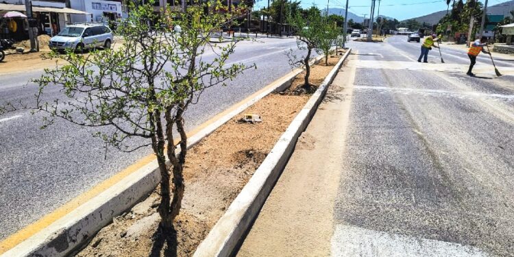 Servicios Públicos realiza trabajos de reforestación en El Pescadero