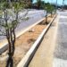 Servicios Públicos realiza trabajos de reforestación en El Pescadero