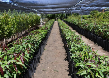 AUTORIDADES TRABAJAN EN PROPUESTA PARA INSTALAR VIVERO EN EL VALLE DE SANTO DOMINGO