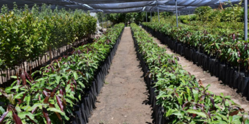 AUTORIDADES TRABAJAN EN PROPUESTA PARA INSTALAR VIVERO EN EL VALLE DE SANTO DOMINGO