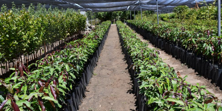 AUTORIDADES TRABAJAN EN PROPUESTA PARA INSTALAR VIVERO EN EL VALLE DE SANTO DOMINGO