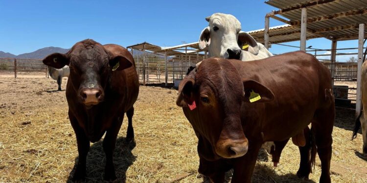 RECONOCE SENASICA AVANCE DE BAJA CALIFORNIA SUR EN CAMPAÑA DE TUBERCULOSIS BOVINA