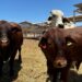 RECONOCE SENASICA AVANCE DE BAJA CALIFORNIA SUR EN CAMPAÑA DE TUBERCULOSIS BOVINA