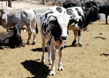 Anuncian plan emergente para mitigar efectos de la sequía en Los Cabos