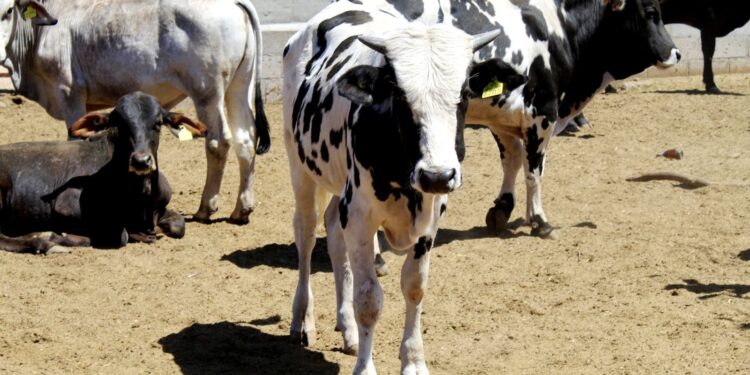 Anuncian plan emergente para mitigar efectos de la sequía en Los Cabos