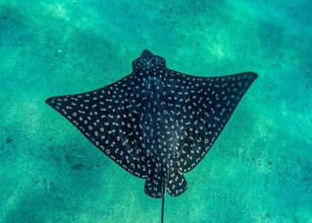 Inicia en Los Cabos monitoreo submarino para proteger especies en riesgo