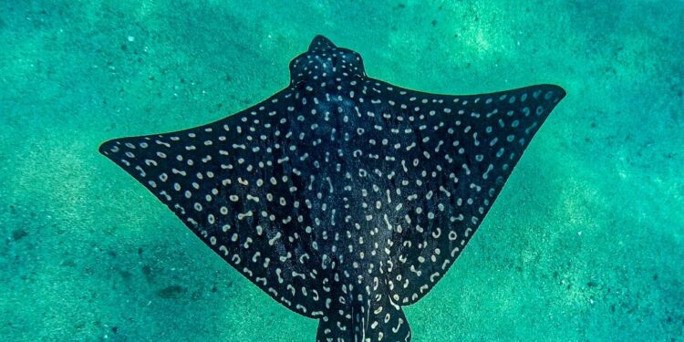 Inicia en Los Cabos monitoreo submarino para proteger especies en riesgo