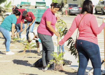 Se reforestaron más de 90 árboles durante el mes de octubre