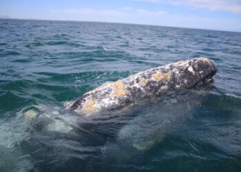 La ballena gris: su migración y diversificación en Baja California Sur durante el invierno 