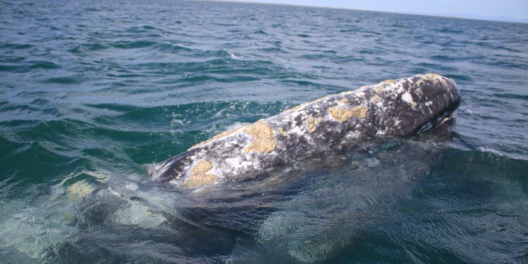 La ballena gris: su migración y diversificación en Baja California Sur durante el invierno 
