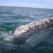 La ballena gris: su migración y diversificación en Baja California Sur durante el invierno 