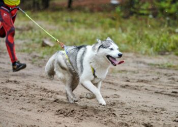 Invitan a participar en paseo y carrera canina “Canicross Etocane K-9, BCS”