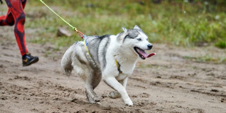 Invitan a participar en paseo y carrera canina “Canicross Etocane K-9, BCS”