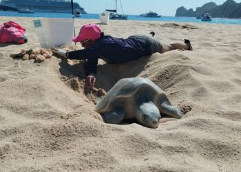 Los Cabos: Instalan Comité Municipal Red para la Protección de la Tortuga Marina