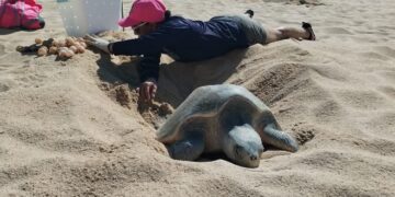 Los Cabos: Instalan Comité Municipal Red para la Protección de la Tortuga Marina