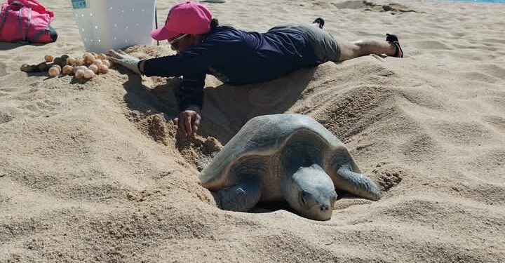 Los Cabos: Instalan Comité Municipal Red para la Protección de la Tortuga Marina