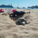 Los Cabos: Instalan Comité Municipal Red para la Protección de la Tortuga Marina