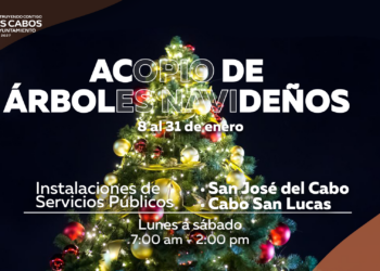 Servicios Públicos inicia acopio de árboles navideños para transformarlos en composta