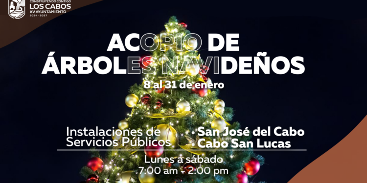 Servicios Públicos inicia acopio de árboles navideños para transformarlos en composta