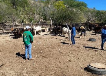 Gobierno de Los Cabos pone en marcha Programa de Sequía Recurrente para apoyar a personas ganaderas locales